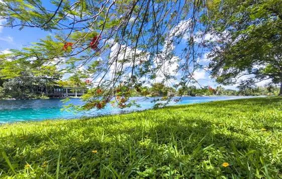 Shore of a turquoise lake with grass and flowering trees